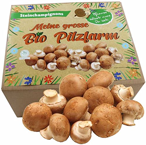 XXL Bio Steinchampignon 10 kg Komplettset