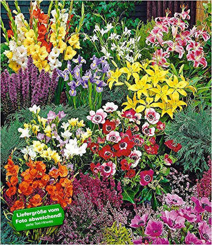 BALDUR Garten Sommerblüher Spar-Paket 100 Zwiebeln im Mix 14x Freesien-Mix, 10x Prachtscharte, 10x Gladiolen-Mix, 40x Anemone "De Caen", 10x Iris "Blue Magic", 10x Stern-Gladiole, 3x Lilie "Stargazer" und 3x Lilie "Yellow Country"