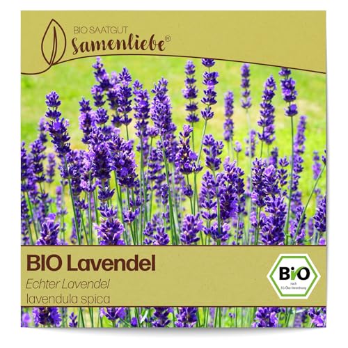 Samenliebe BIO Lavendel Samen alte Sorte Echter Lavendel Wildkraut Bienenpflanze 300 Samen samenfestes Kräuter Saatgut für Küche indoor und Balkon Garten BIO Kräutersamen mehrjährig und winterhart