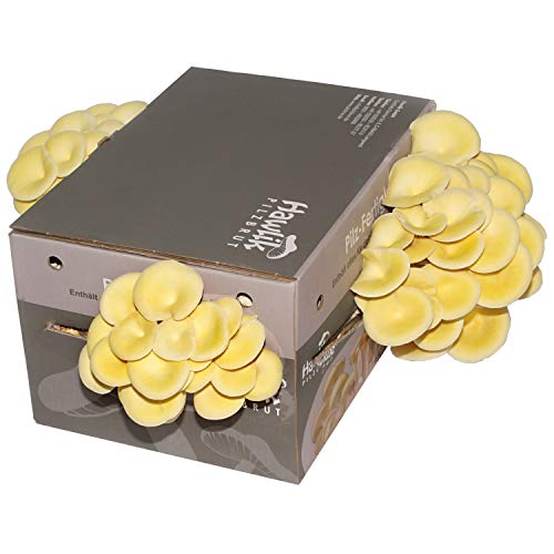 Hawlik Pilzbrut | Limonenpilzkultur klein ca. 3kg I Zitronenseitlinge züchten I ohne Vorkenntnisse I kinderleichtes Zuchtset für Zuhause I frische Limonen-Pilze - Geschenk für Gartenfreunde