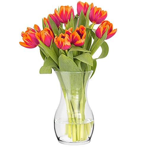 TREND FOR HOME Blumenvase 25 cm Vase für Tulpen Tulpenvase Glasvase für Blumen Glasblumenvase Tischvase Dekovase Klarglasvase Deko-Vase Wohnzimmer Deko Dekorative Vase | ⌀ 14 cm | 2410 ml | Lily