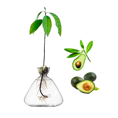Glas Avocado Baum Blumenvasen, Avocado Samen Starter Pflanzgefäß Vase, Glasvasen für Blumen, Avocado Baum Anbau Kit, Samen Hydrokulturvase Home Table Decor