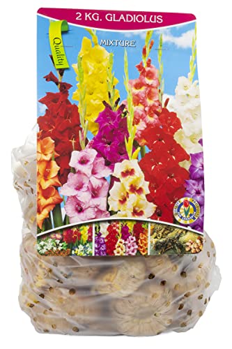 Blumenzwiebeln Gladiolen-Mischung 2kg, bunte Gartenblumen zur Aussat