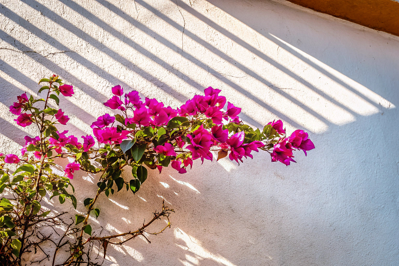Bougainvillea in voller Blüte