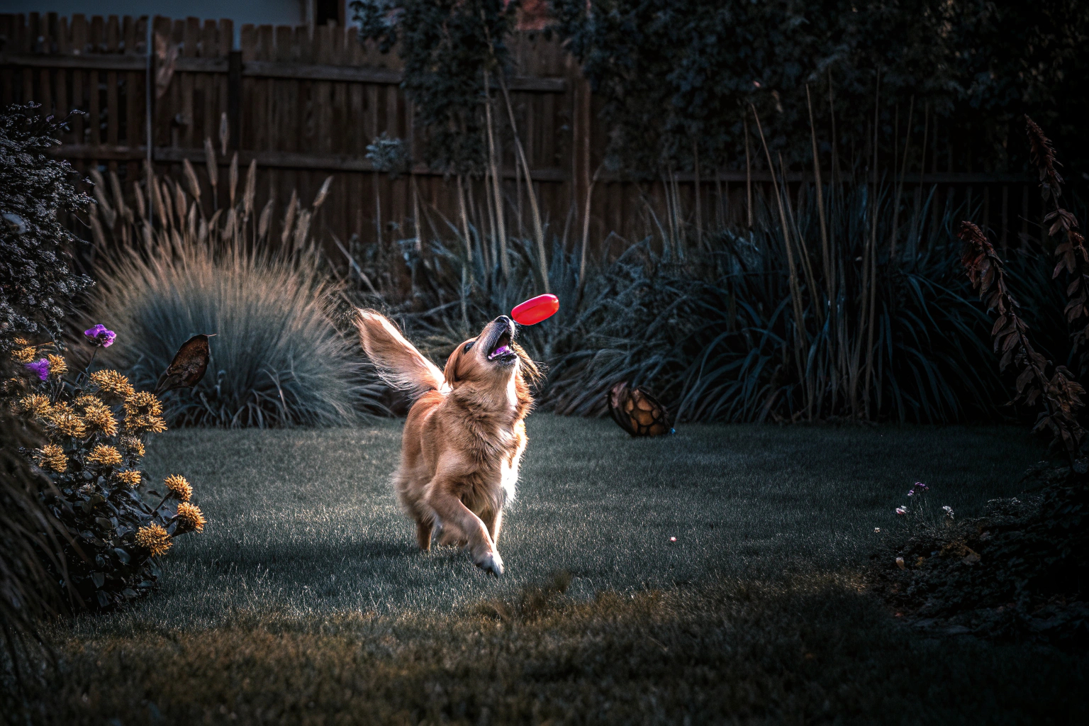 Hund spielt im Garten
