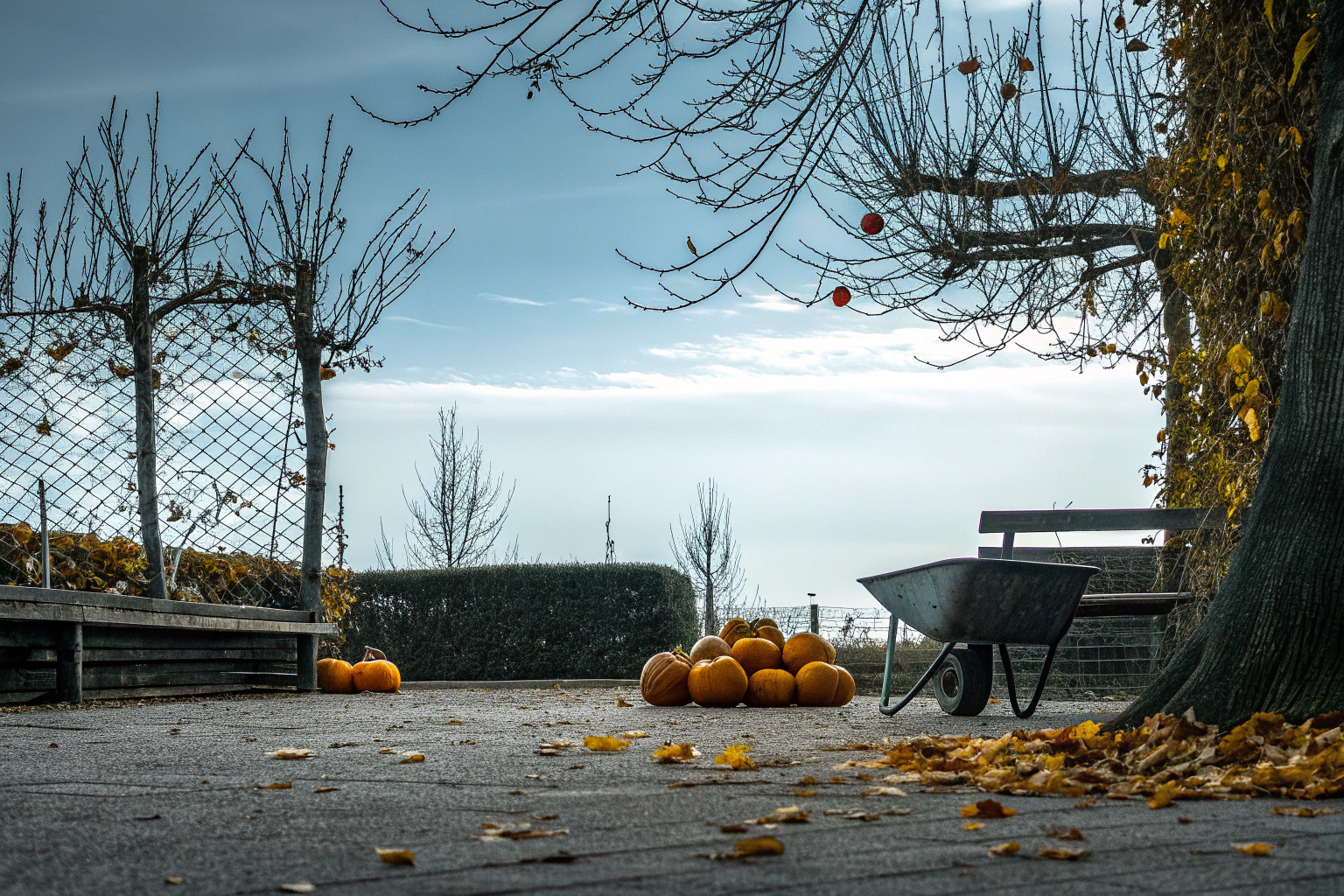 Bunte Herbstblätter im Garten