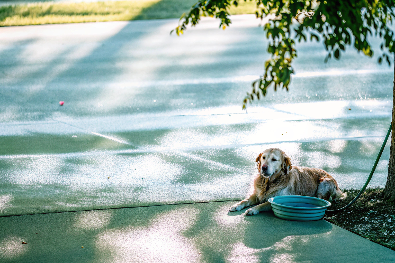 Hund im Sommer im Schatten