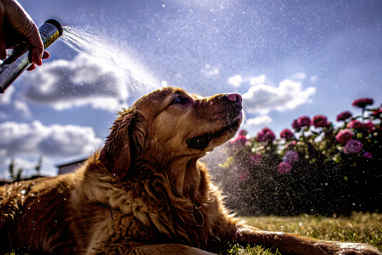 Hund mit Pflegespray
