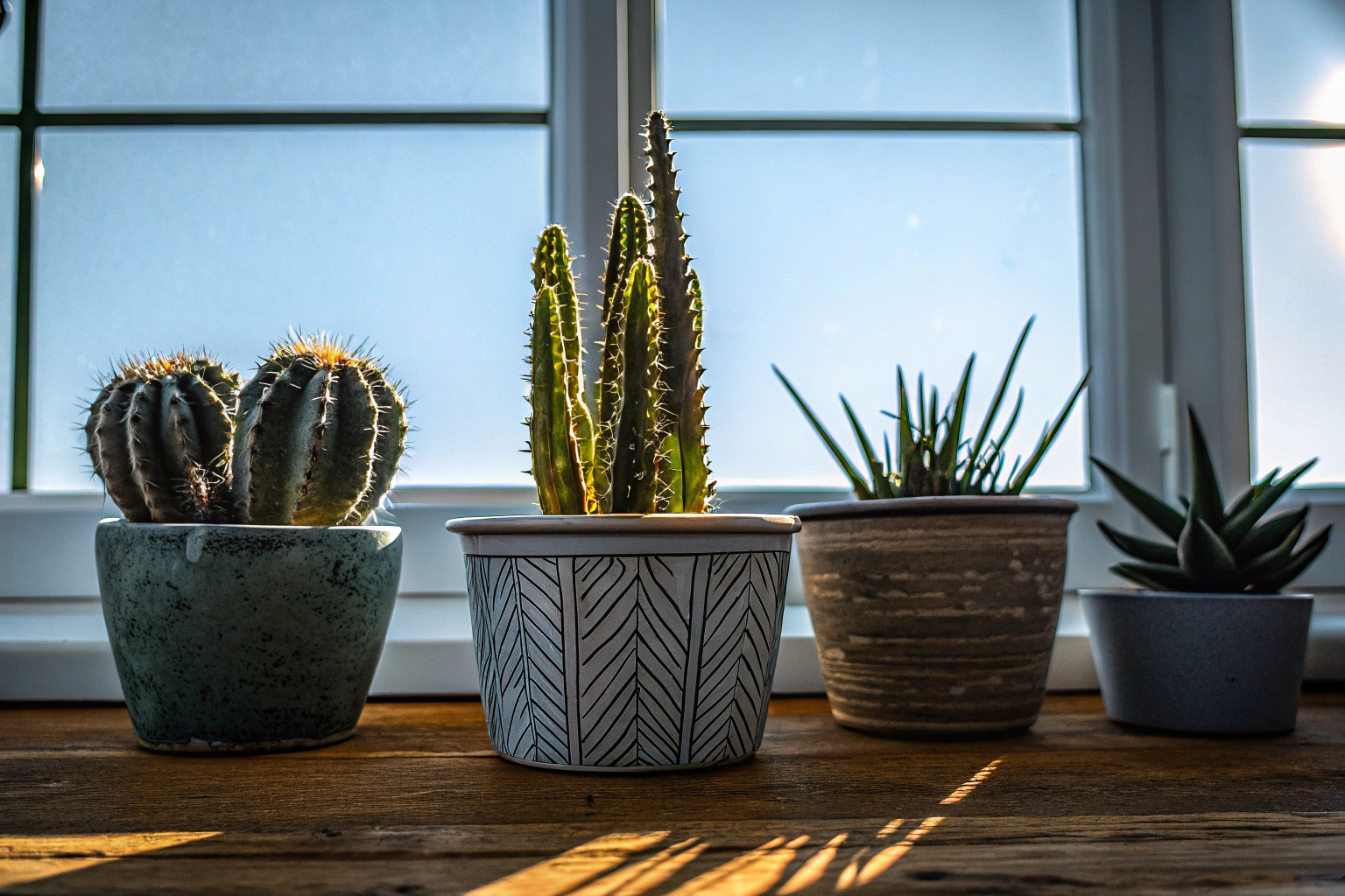 Sukkulenten und Kakteen im Indoor-Garten