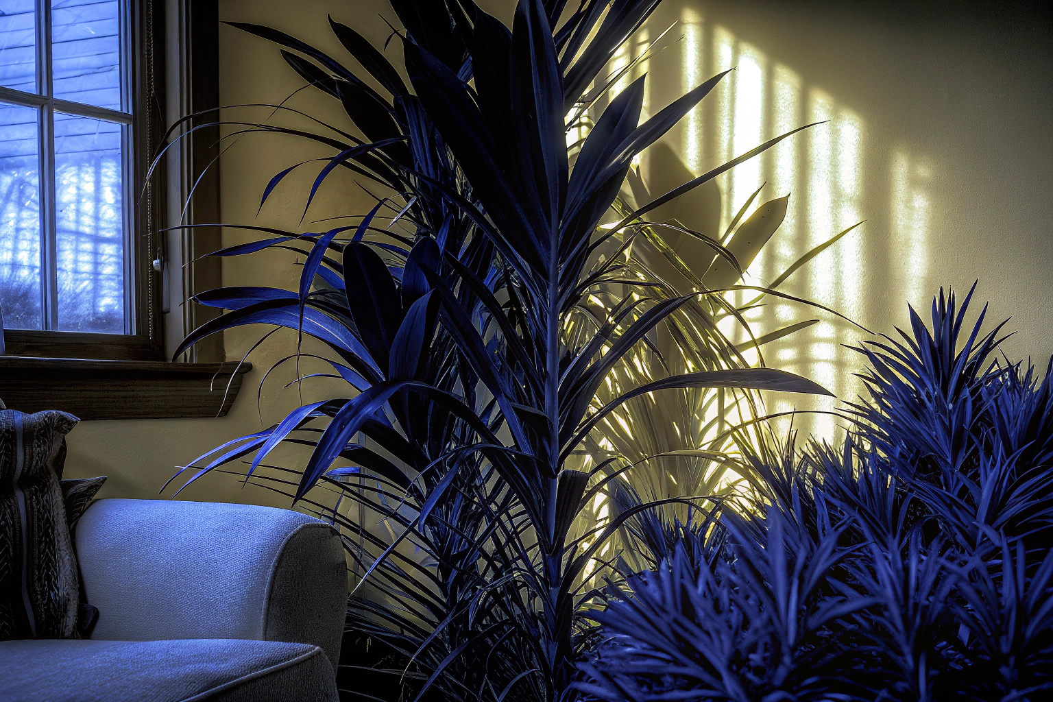 Zamioculcas Raven im Wohnzimmer