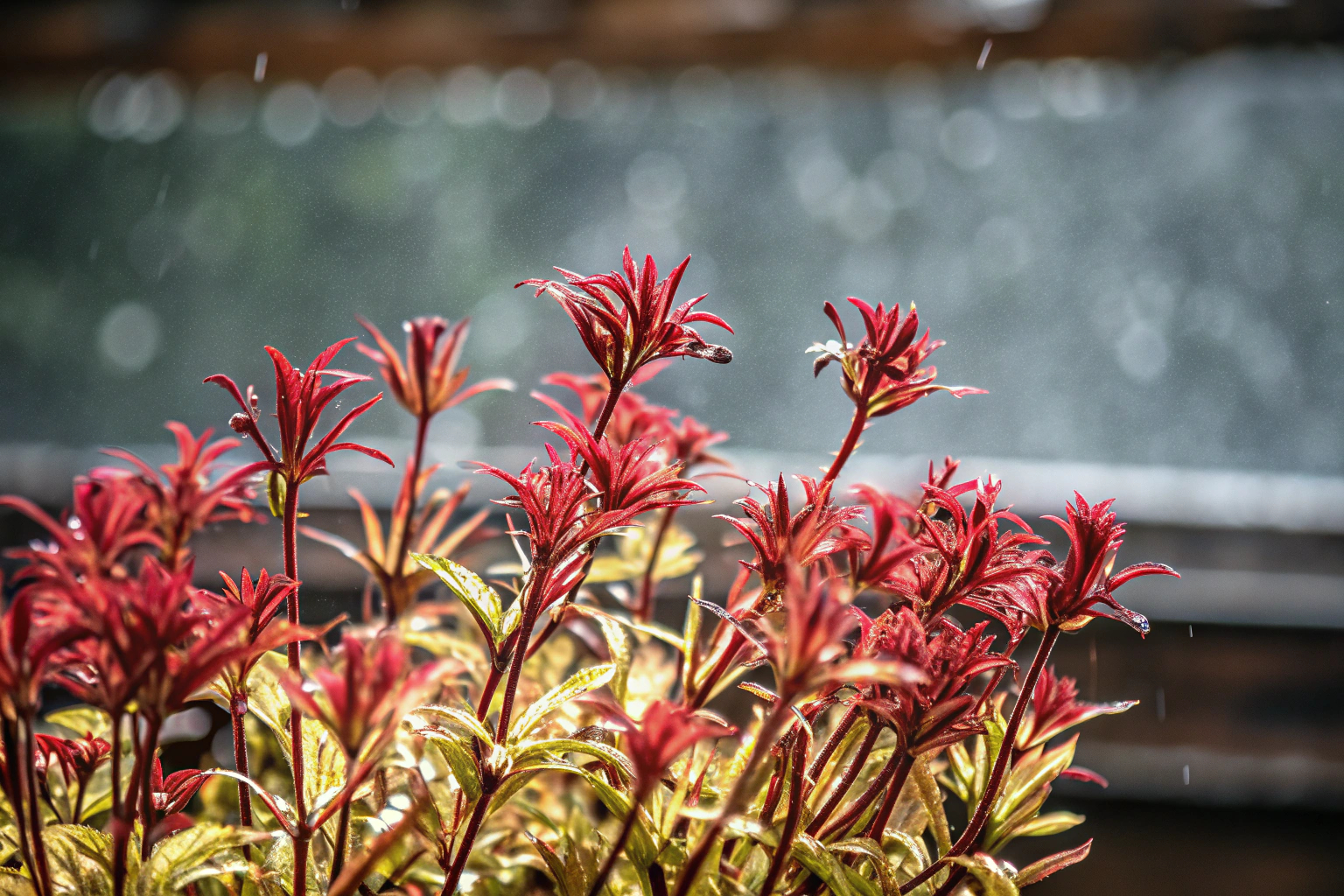 Astilbe arendsii 'Astary Red'