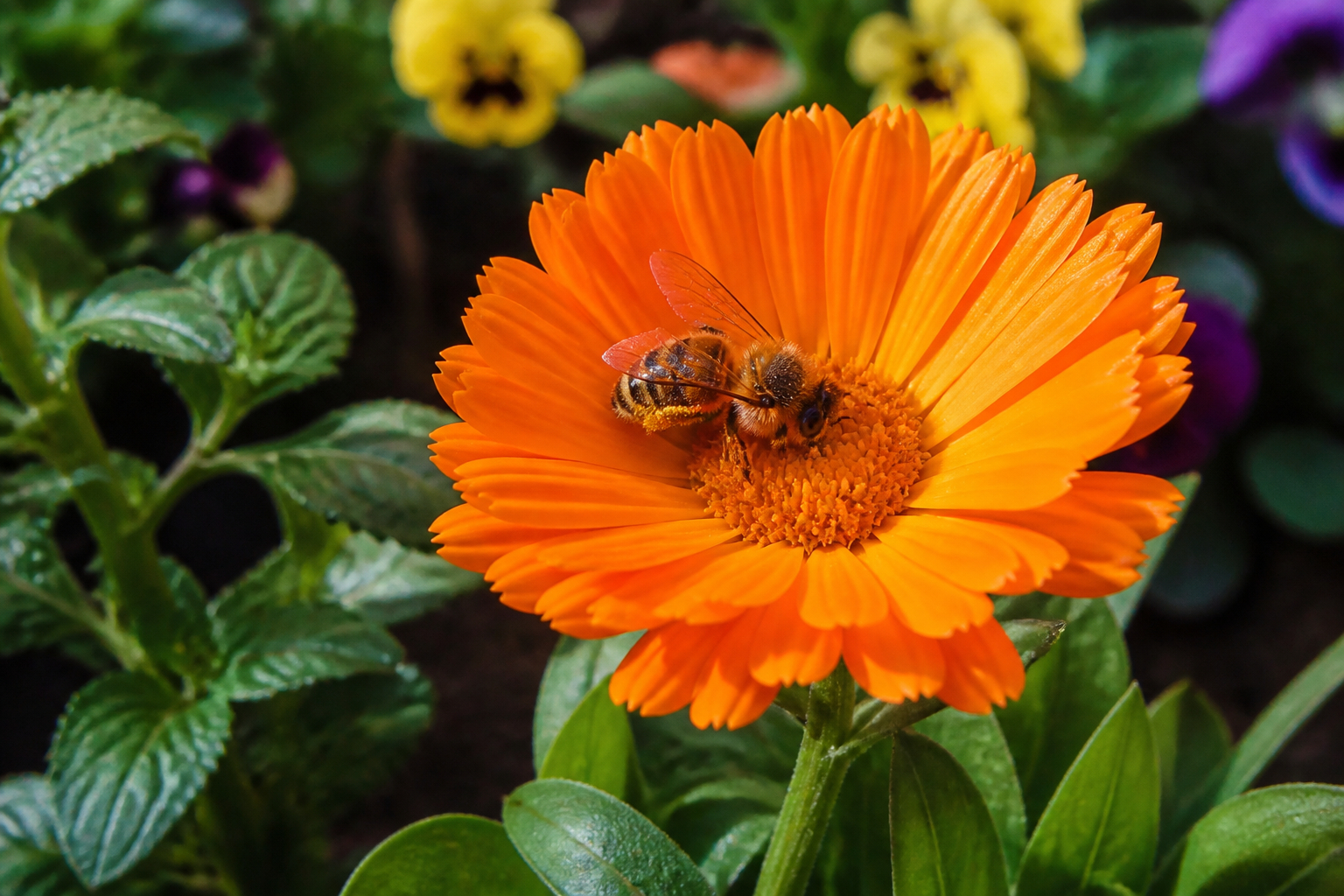 Biene auf essbarer Ringelblume im Garten