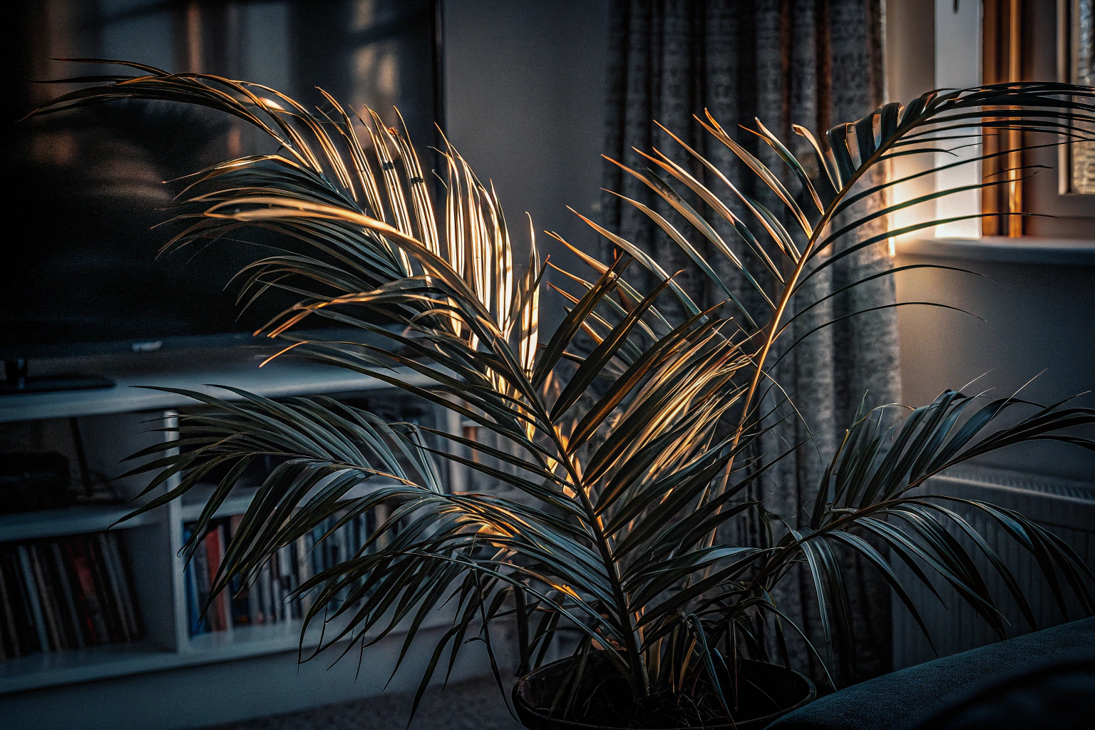 Goldfruchtpalme im Wohnzimmer