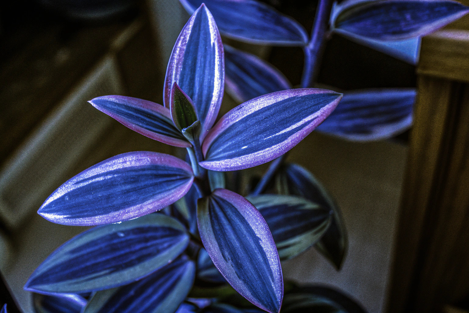 Tradescantia Nanouk Nahaufnahme