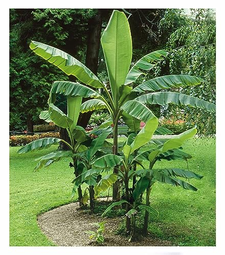 BALDUR Garten Winterharte Banane
