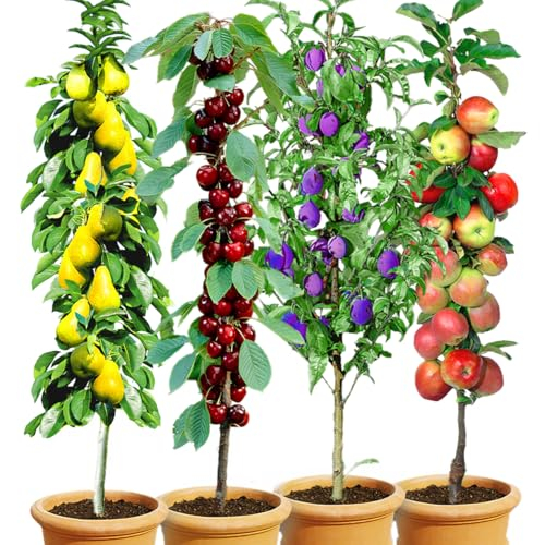 BALDUR Garten Säulen-Obst-Kollektion