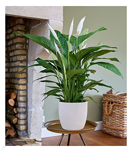 BALDUR Garten Spathiphyllum | Einblatt