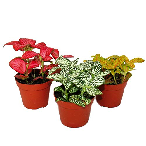 Exotenherz - Set mit 3 verschiedenfarbige Fittonia