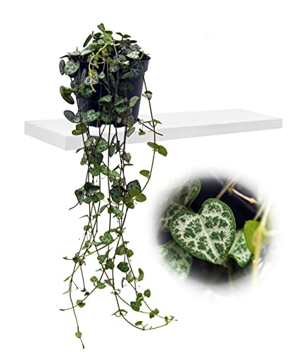 Leuchterblume (Ceropegia woodii)