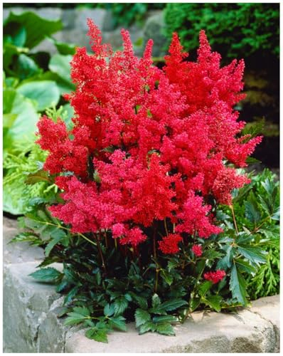 Astilbe arendsii 'Astary Red'
