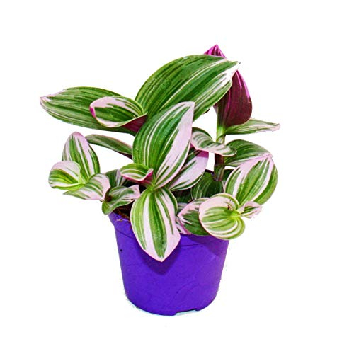 Exotenherz - Dreimasterblume - Tradescantia 'Nanouk'