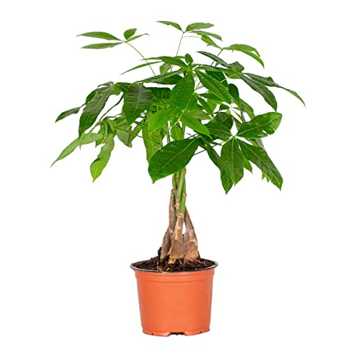 Bloomique - Pachira Aquatica - Glückskastanie