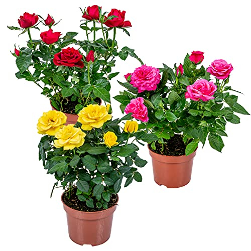 3x Topfrosenmischung – Rosa