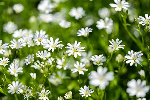 2000 Samen Vogelmiere Stellaria media