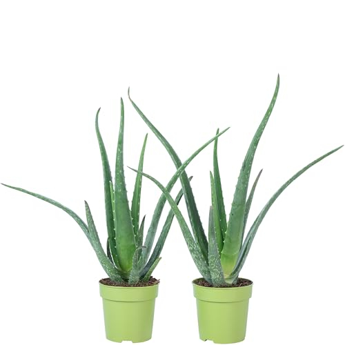 2er-Set Echte Aloe