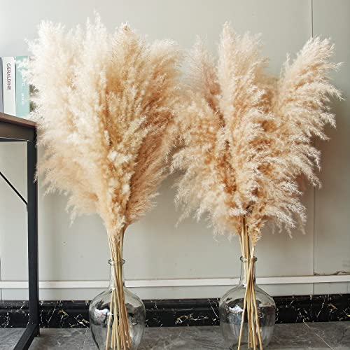 10 Pampas Grass XXL