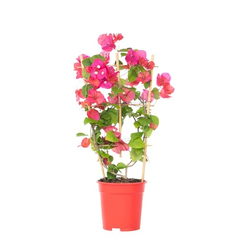 Plant in a Box - Bougainvillea 'Dania' - Orange Blüten