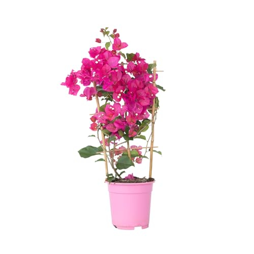 Plant in a Box - Bougainvillea - Bougainvillea on rack - Rosa Blüten