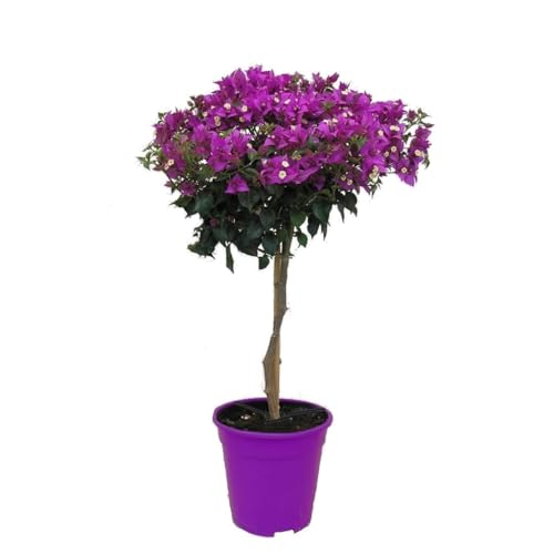 Plant in a Box - Bougainvillea 'Alexandra' - Lila Blüten