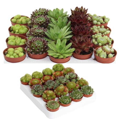 Winterharte Sempervivum Sukkulenten