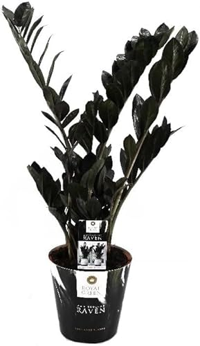 Zamioculcas Raven 60 cm – Schwarze Zamioculcas Zimmerpflanze