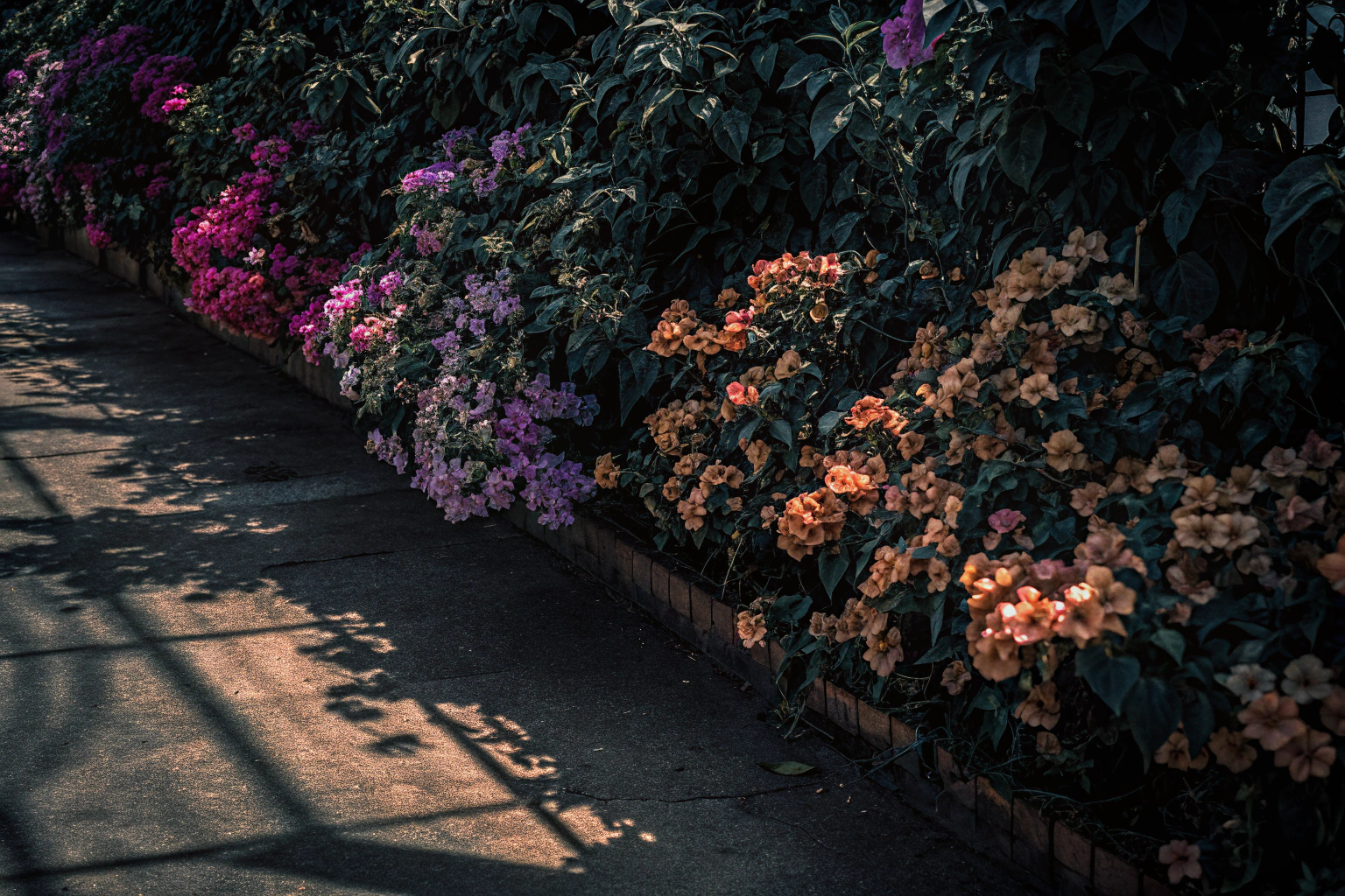 Bougainvillea-Sorten