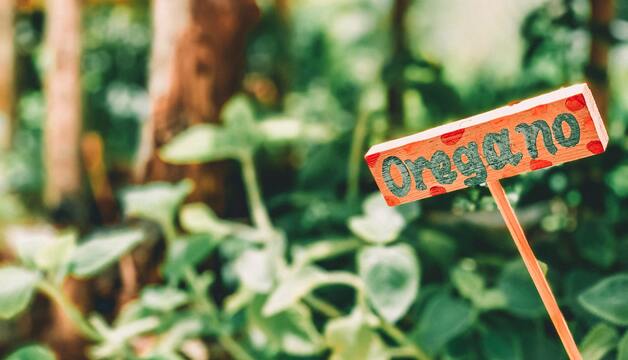 Oregano für Sauce Bolognese