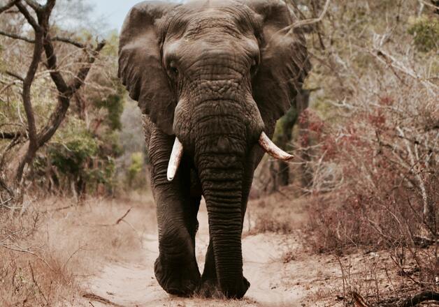 Afrika und seine Gewürze