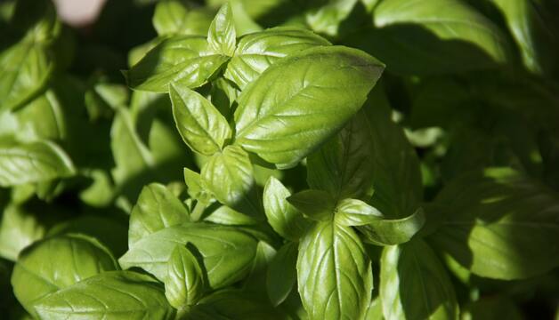 Frisches Basilikum