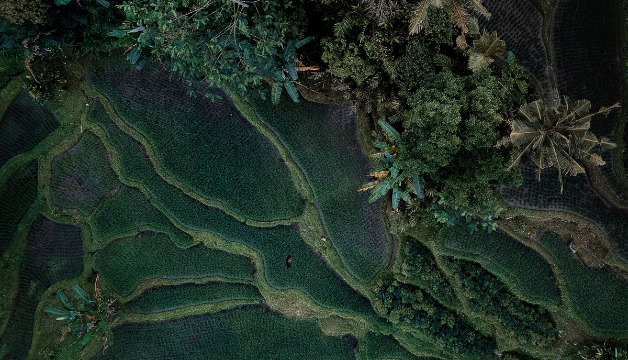 Galgant gemahlen online bestellen