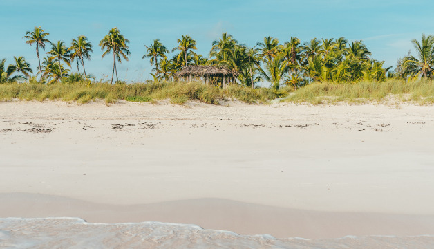 Passoa Colada Rooibostee online kaufen