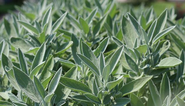 Salbeiblätter für die Küche