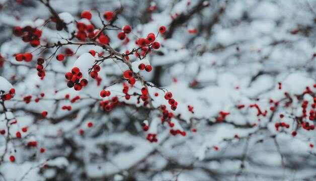 Hagebutten im Winter Hagebutten im Winter