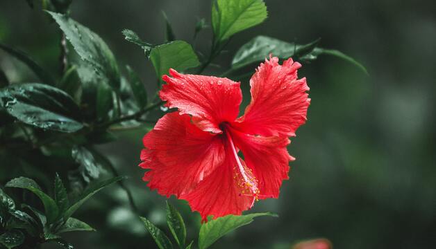 Hibiskusblüten