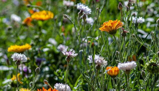 Blumenwiese Blumenwiese