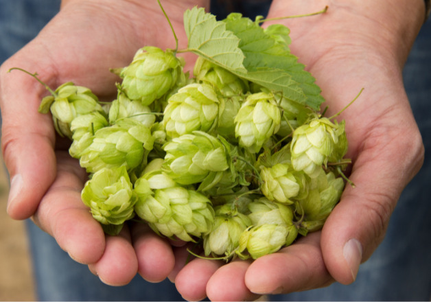 Hopfentee