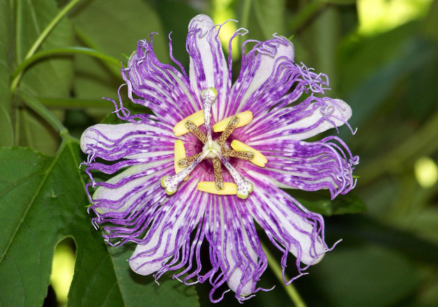 Passionsblume