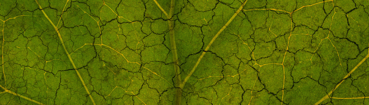 Klimaneutrale Ernährung