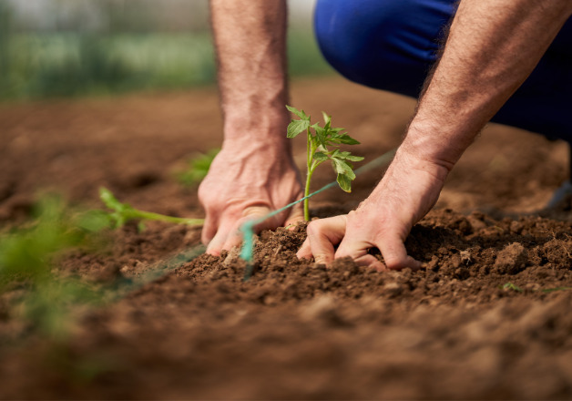 Selbst Gemüse anpflanzen