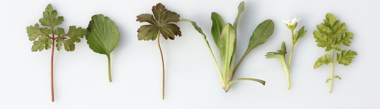 Welche Kräuter sind sehr gesund?